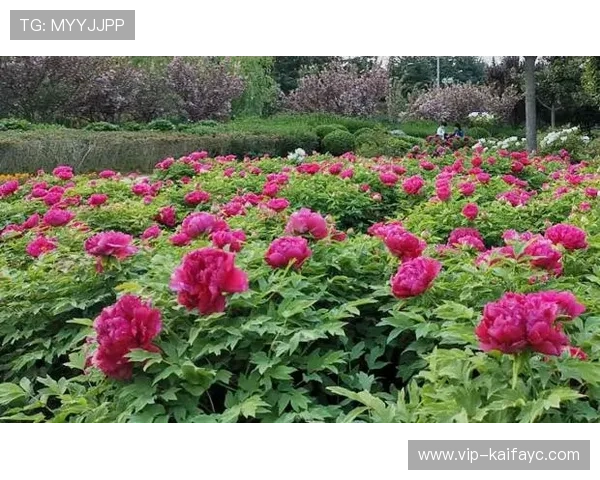 凯发k8娱乐官方积极响应国家政策推动绿色安全线上娱乐环境建设